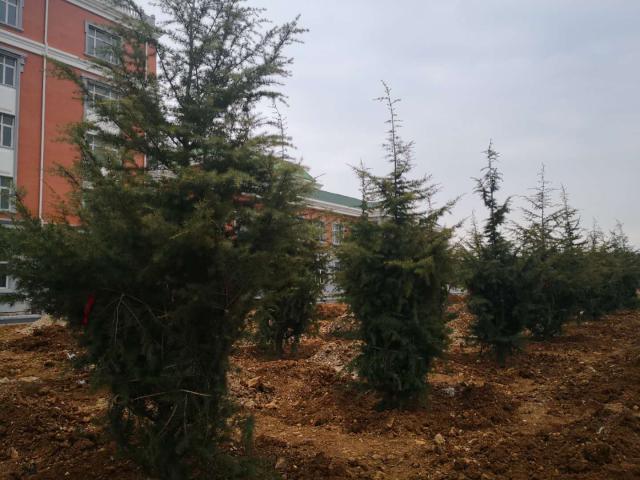20200312158399383296004162.jpg 微信图片_20200312141215.jpg